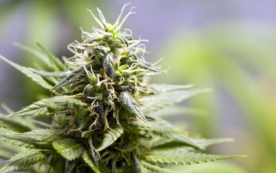 Marijuana: la cura per la fibromialgia