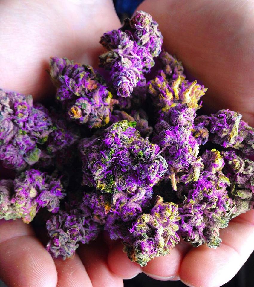 Le Purple Tipologie E Caratteristiche Della Cannabis Viola