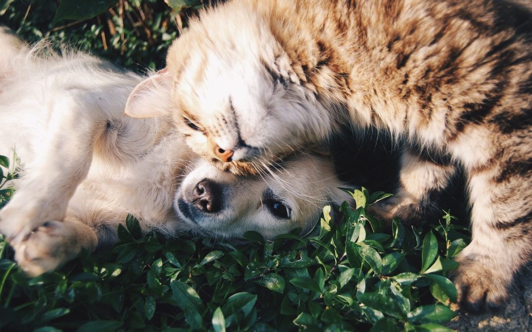 Cannabis terapeutica per cani e gatti, quando e perché usarla