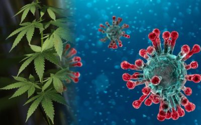 Coronavirus e cannabis terapeutica, possibili benefici?