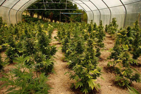 Depenalizzata la coltivazione di cannabis in Italia